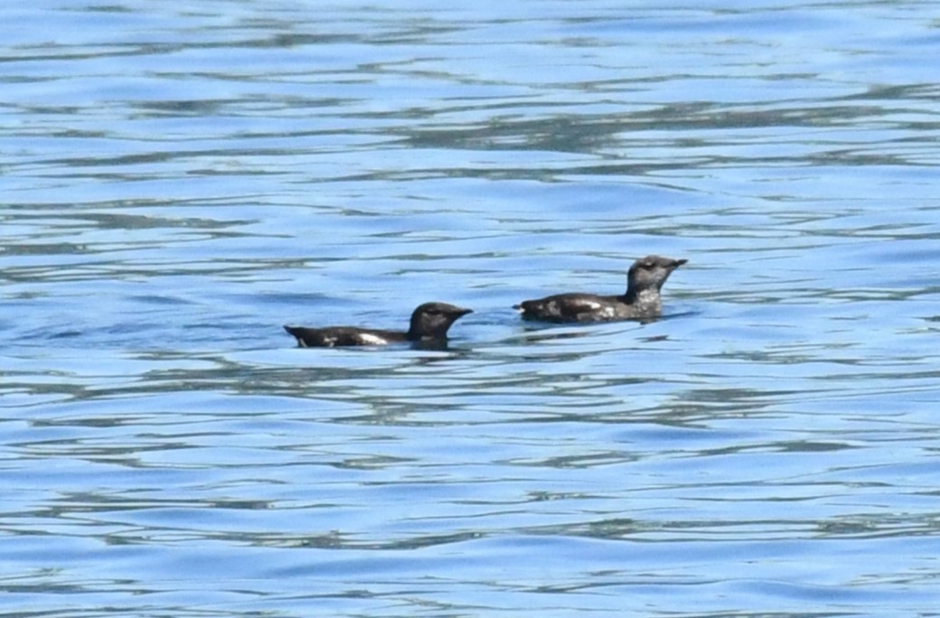 Marbled Murrelet - ML621332137