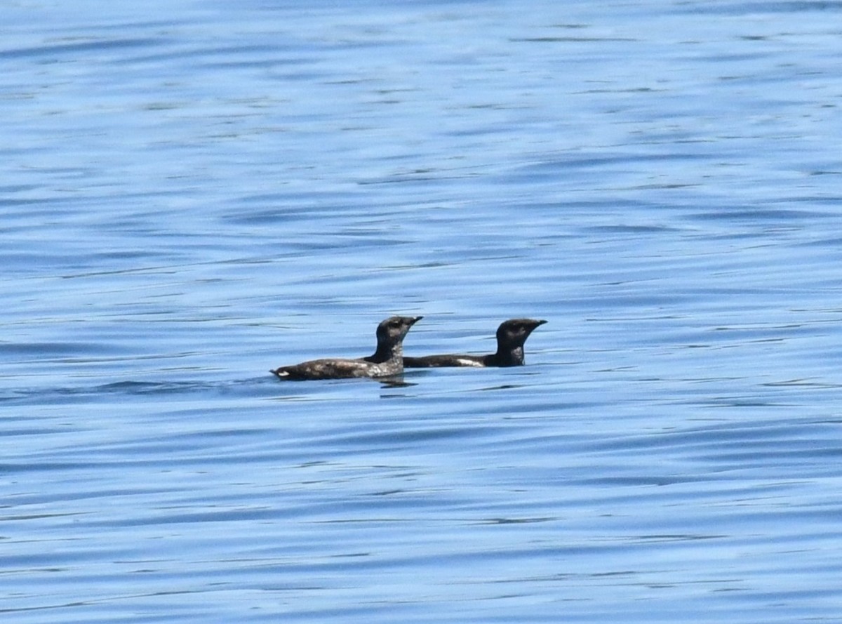 Marbled Murrelet - ML621332143