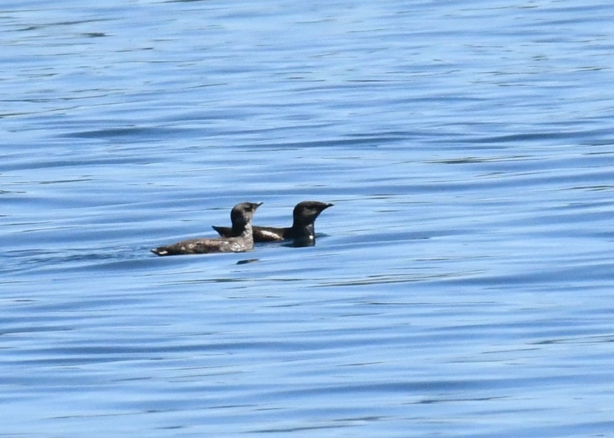 Marbled Murrelet - ML621332144