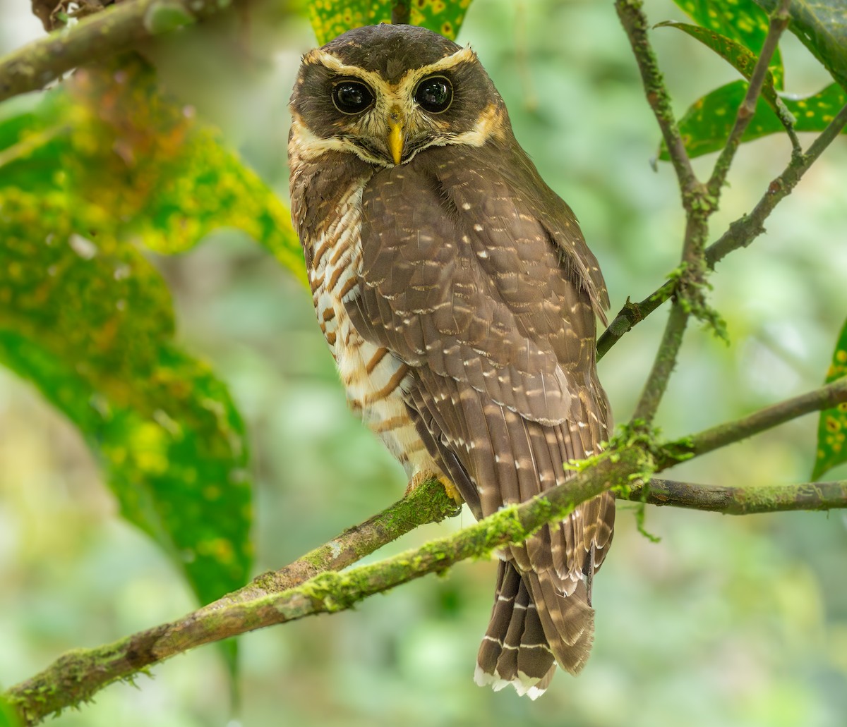 Photos - Band-bellied Owl - Pulsatrix melanota