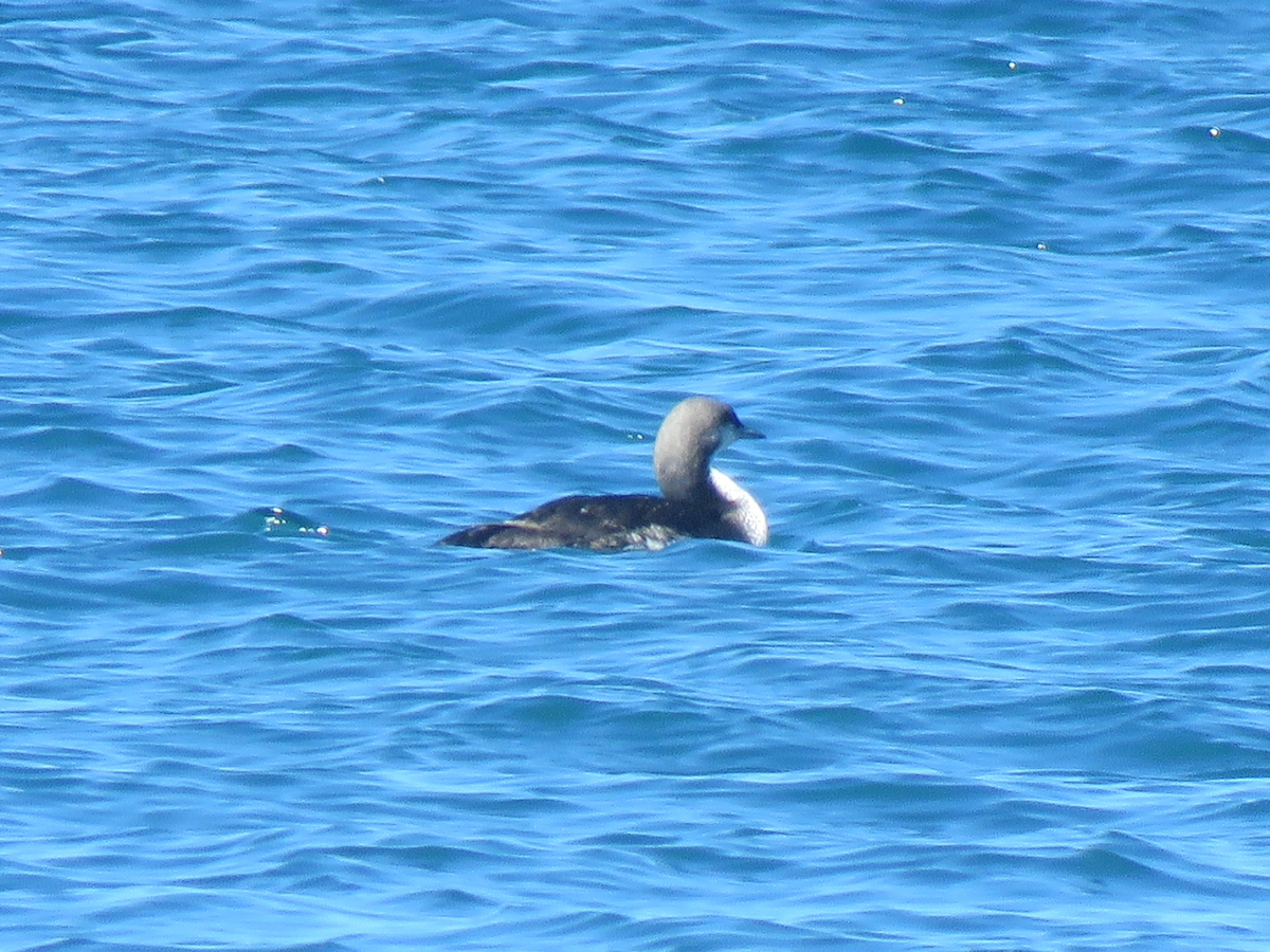 Pacific Loon - ML621332175