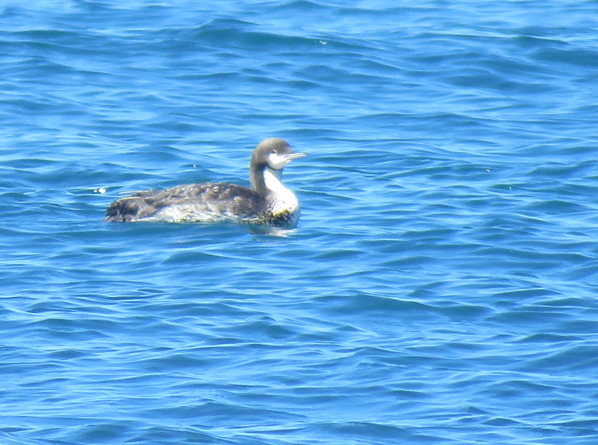 Pacific Loon - ML621332176