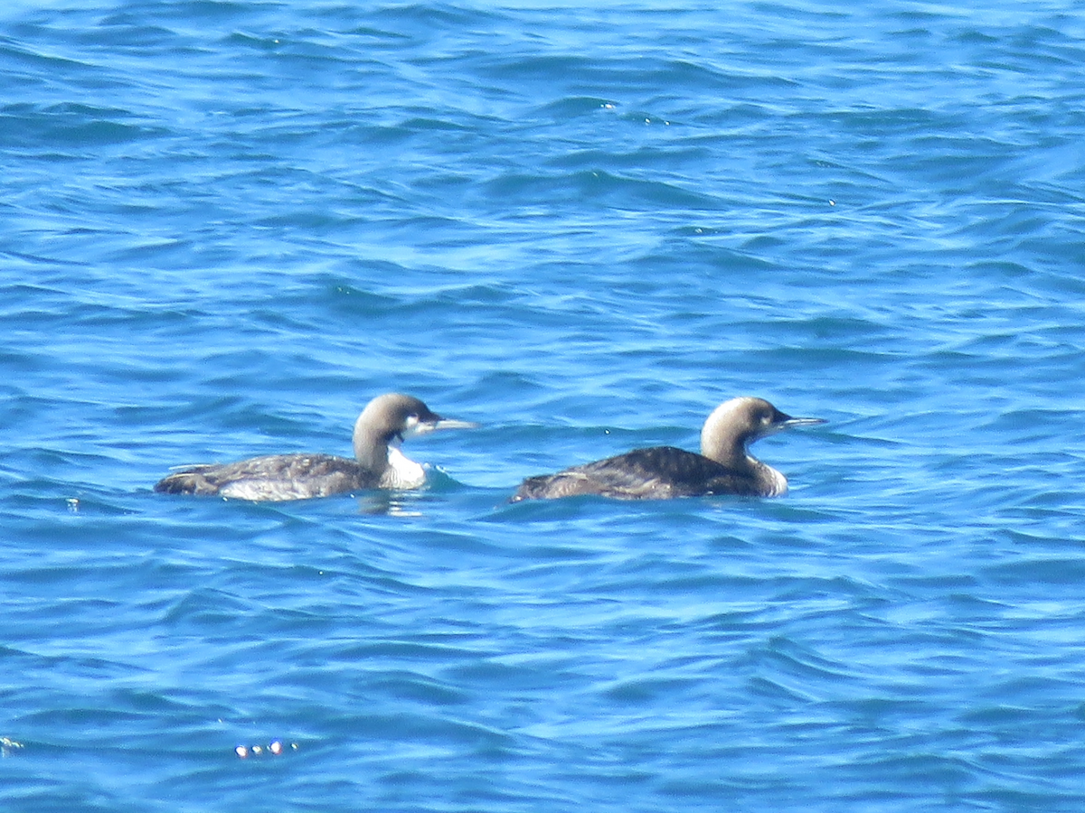 Pacific Loon - ML621332177