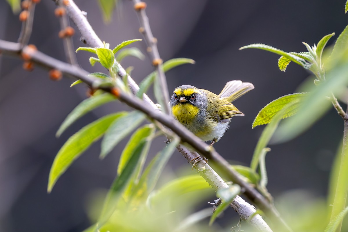 Black-faced Warbler - ML621332186