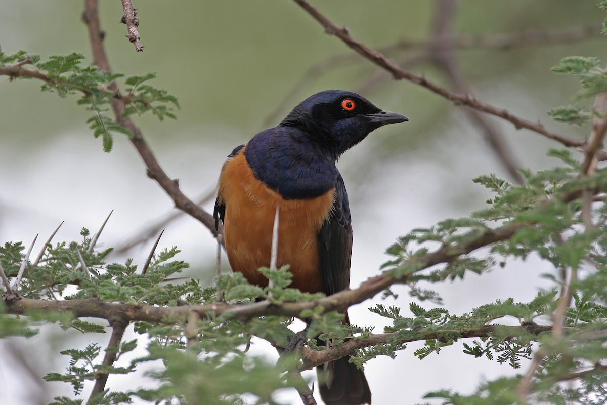 Hildebrandt's Starling - ML621332282