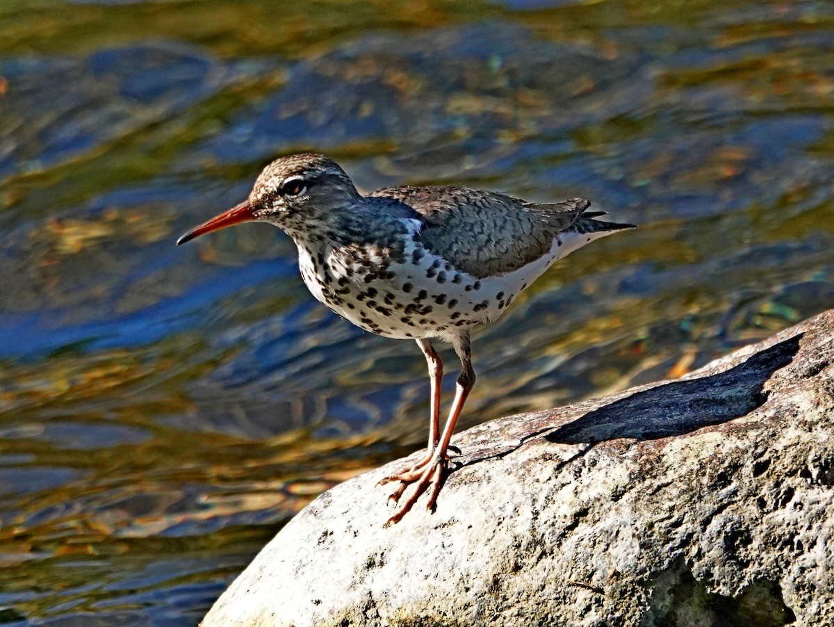 Spotted Sandpiper - ML621332285