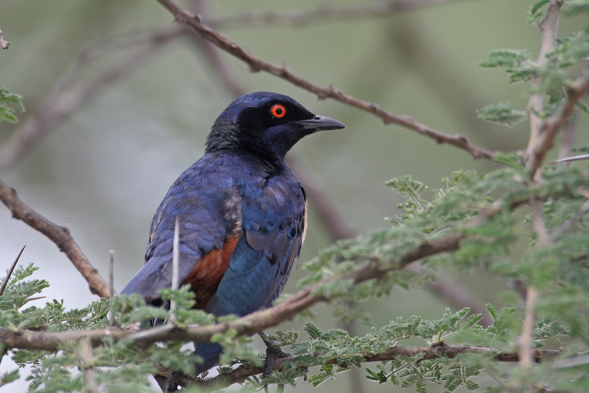 Hildebrandt's Starling - ML621332286