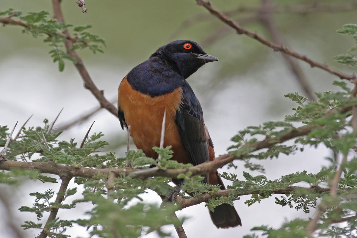 Hildebrandt's Starling - ML621332288