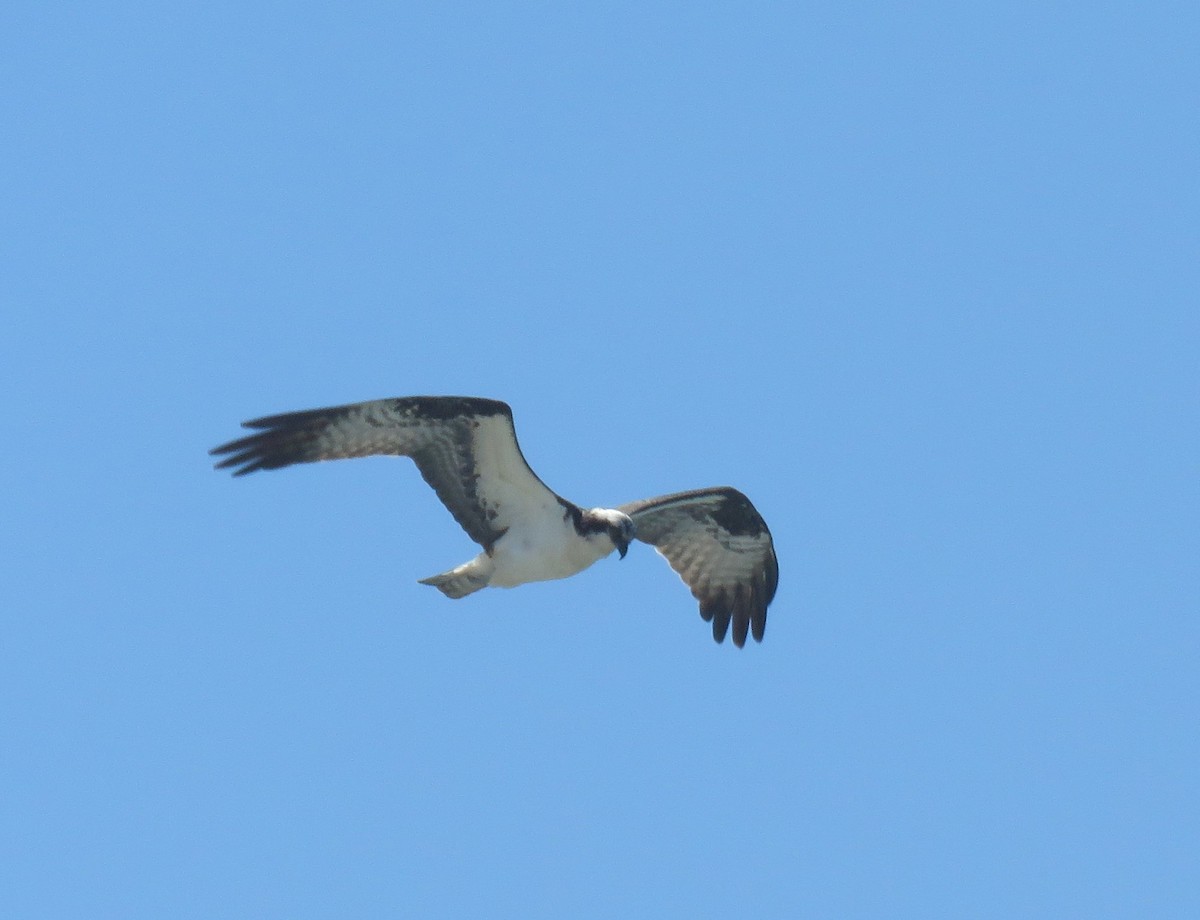 Osprey - ML621332349