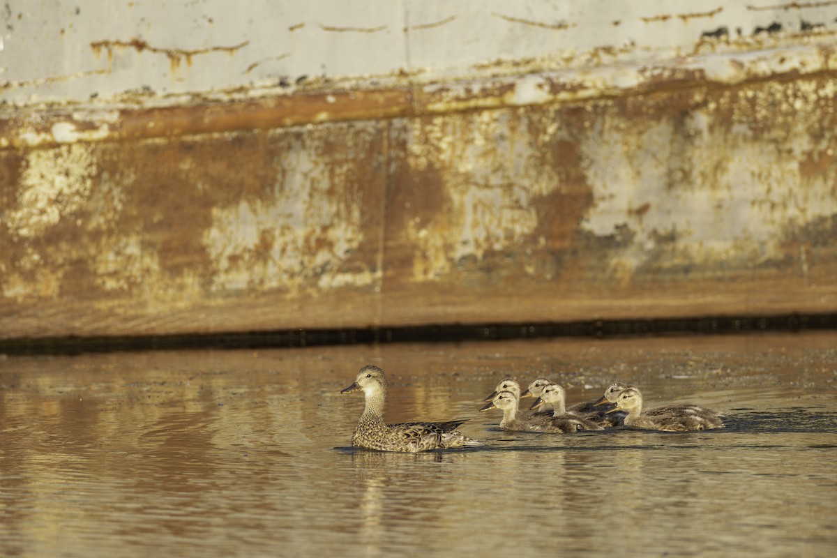 Gadwall - ML621332364