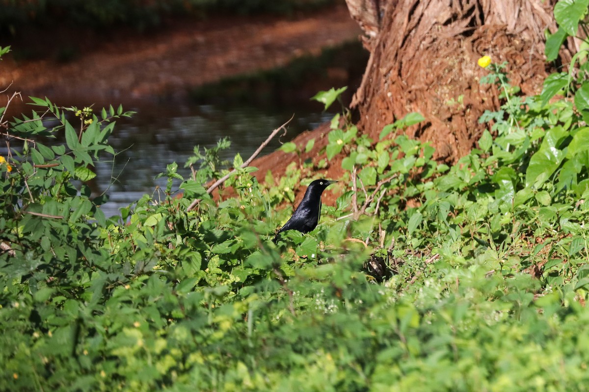 Greater Antillean Grackle - ML621332403