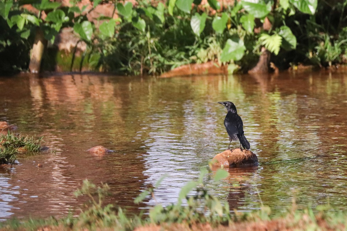 Greater Antillean Grackle - ML621332430