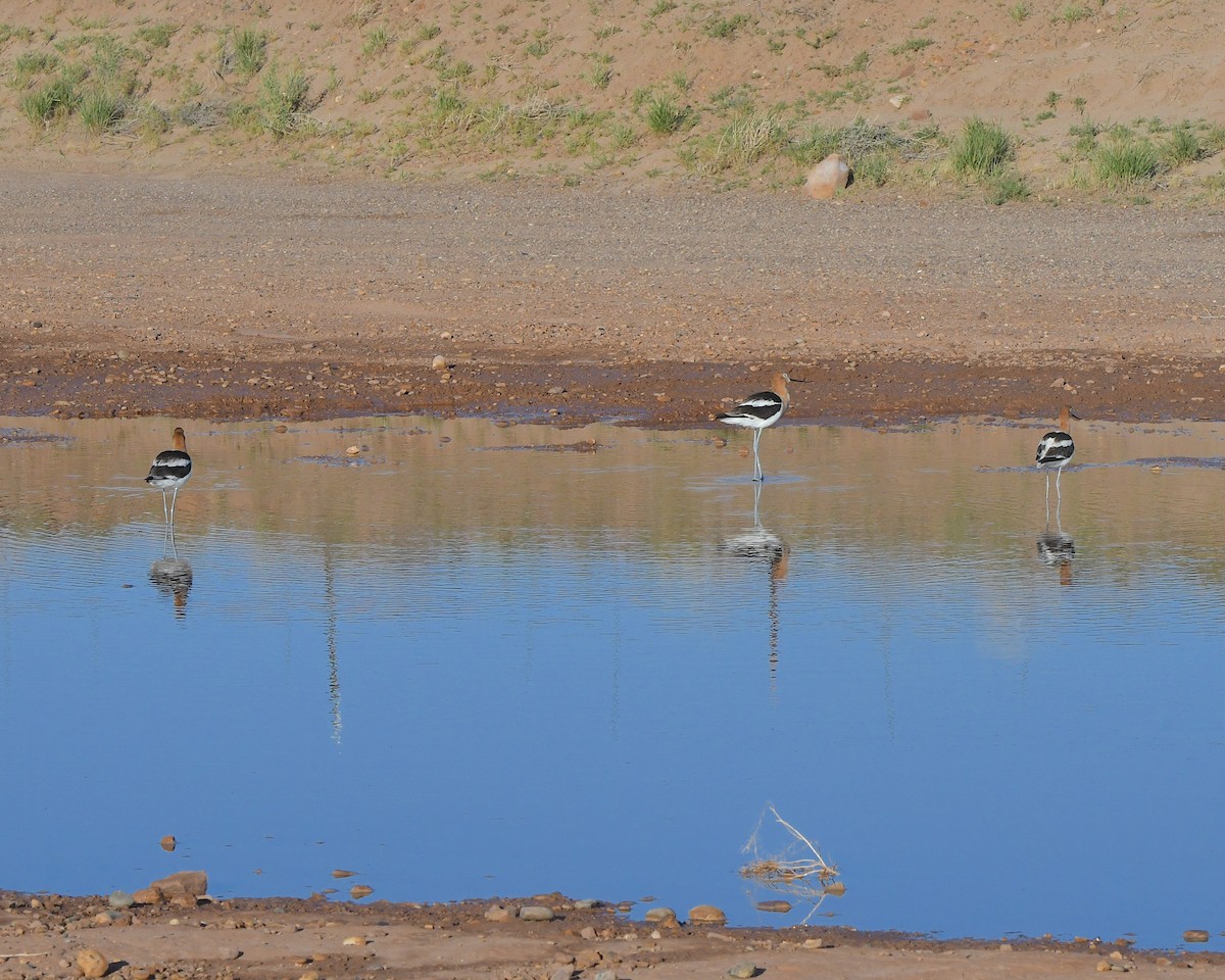 Avoceta Americana - ML621332439