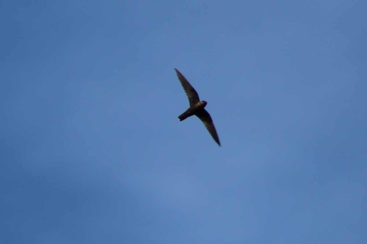 Black Swift - ML621332455