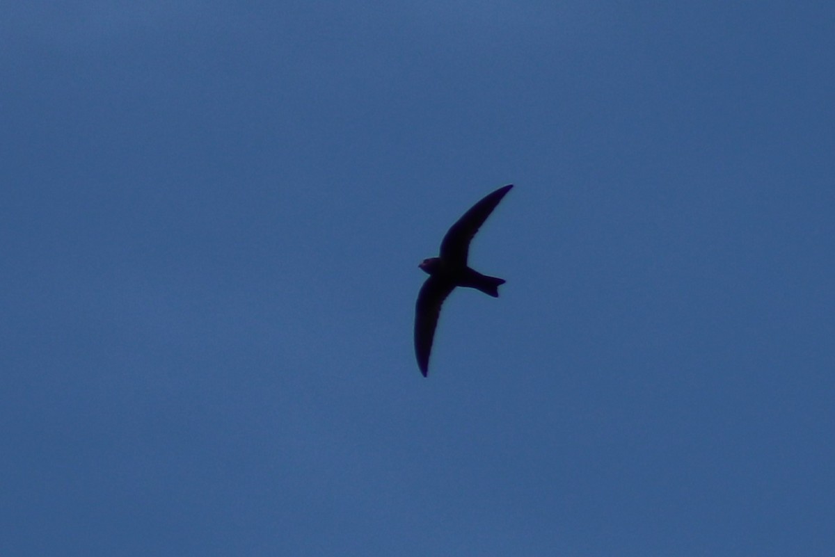 Black Swift - ML621332456