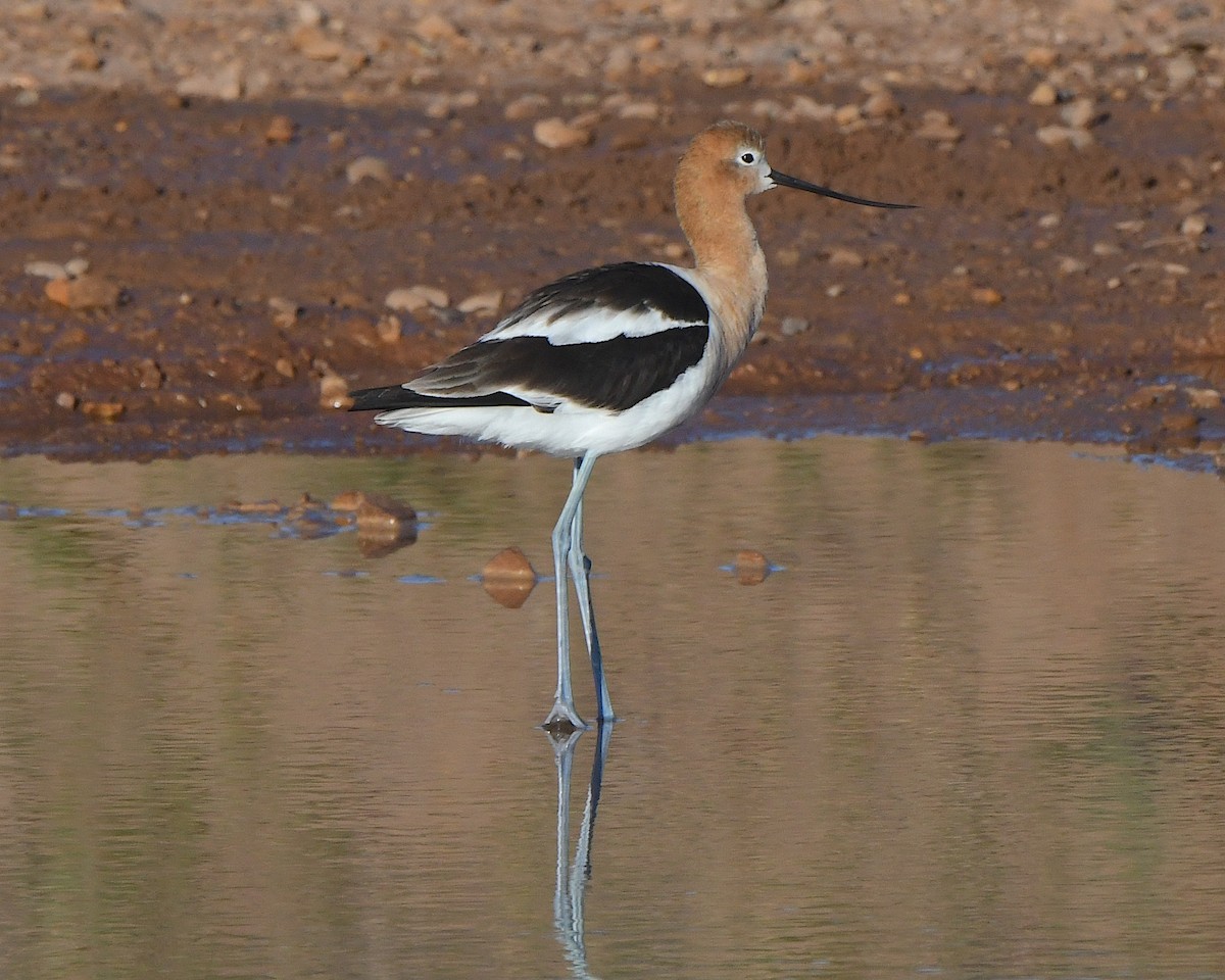 American Avocet - Ted Wolff