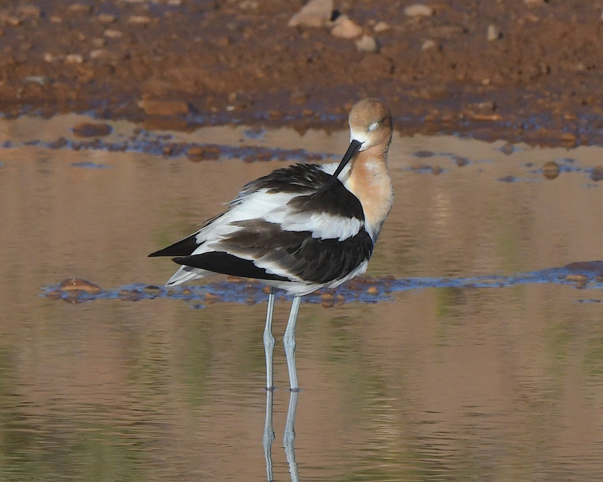 Avoceta Americana - ML621332493