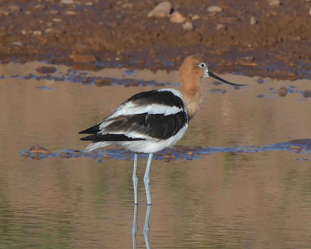 Avoceta Americana - ML621332512