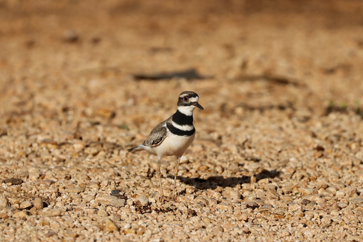 Killdeer - ML621332518