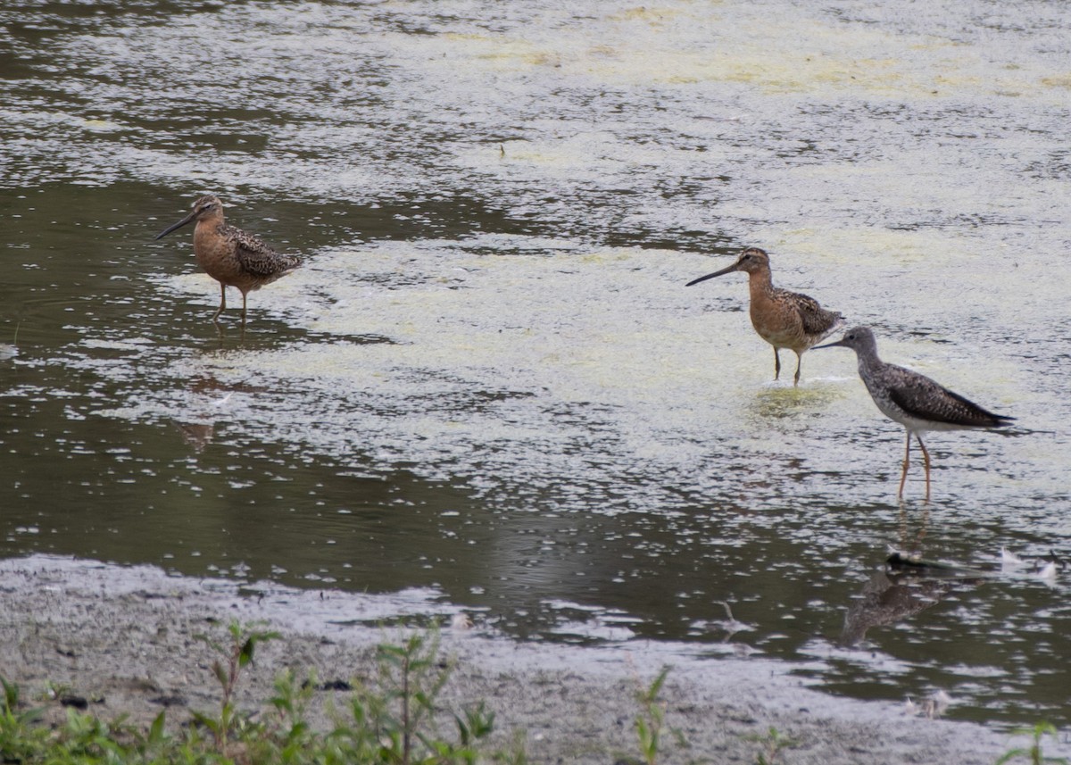 Moorschlammläufer - ML621332528