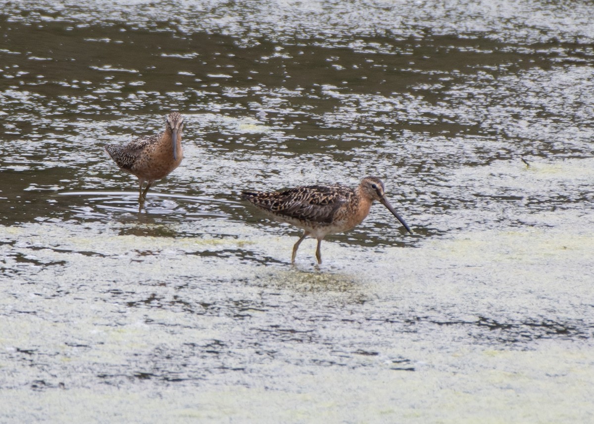 Moorschlammläufer - ML621332529