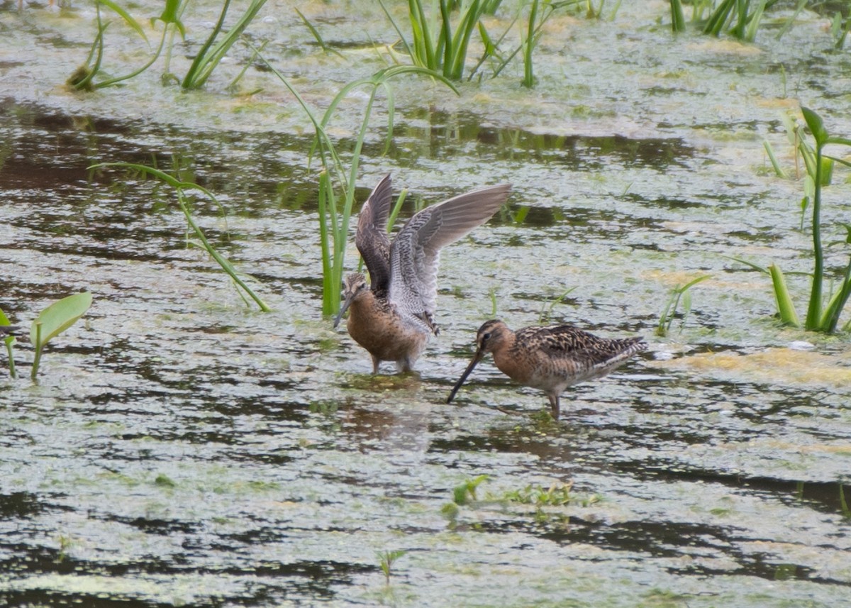 Moorschlammläufer - ML621332530