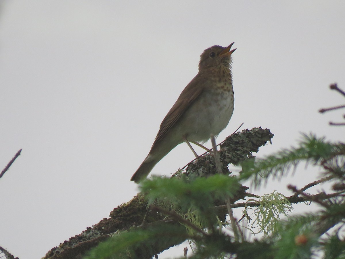 Swainson's Thrush (Russet-backed) - ML621332547