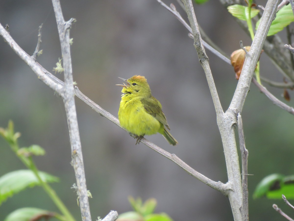 Orange-crowned Warbler - ML621332554