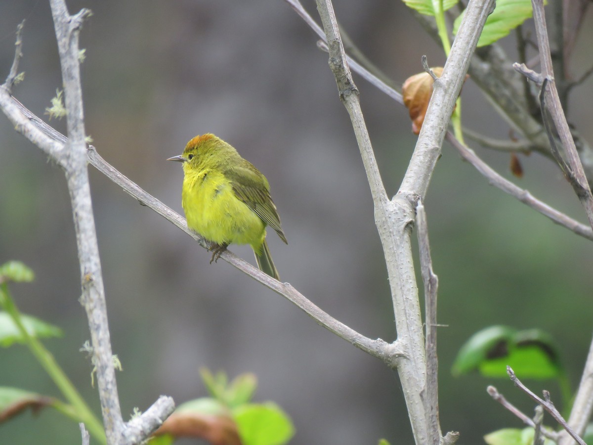 Orange-crowned Warbler - ML621332557