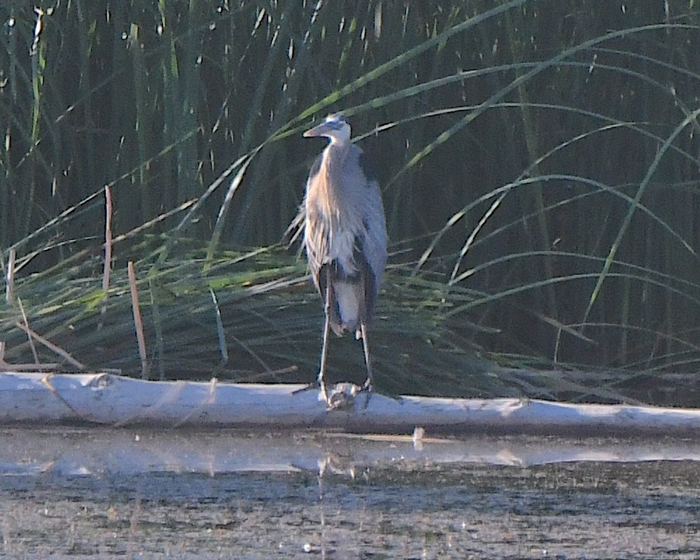 Garza Azulada - ML621332561