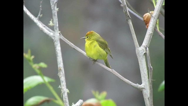 Orange-crowned Warbler - ML621332569