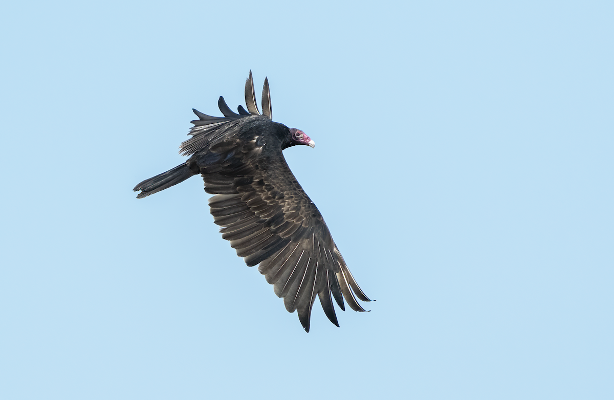 Turkey Vulture - ML621332570