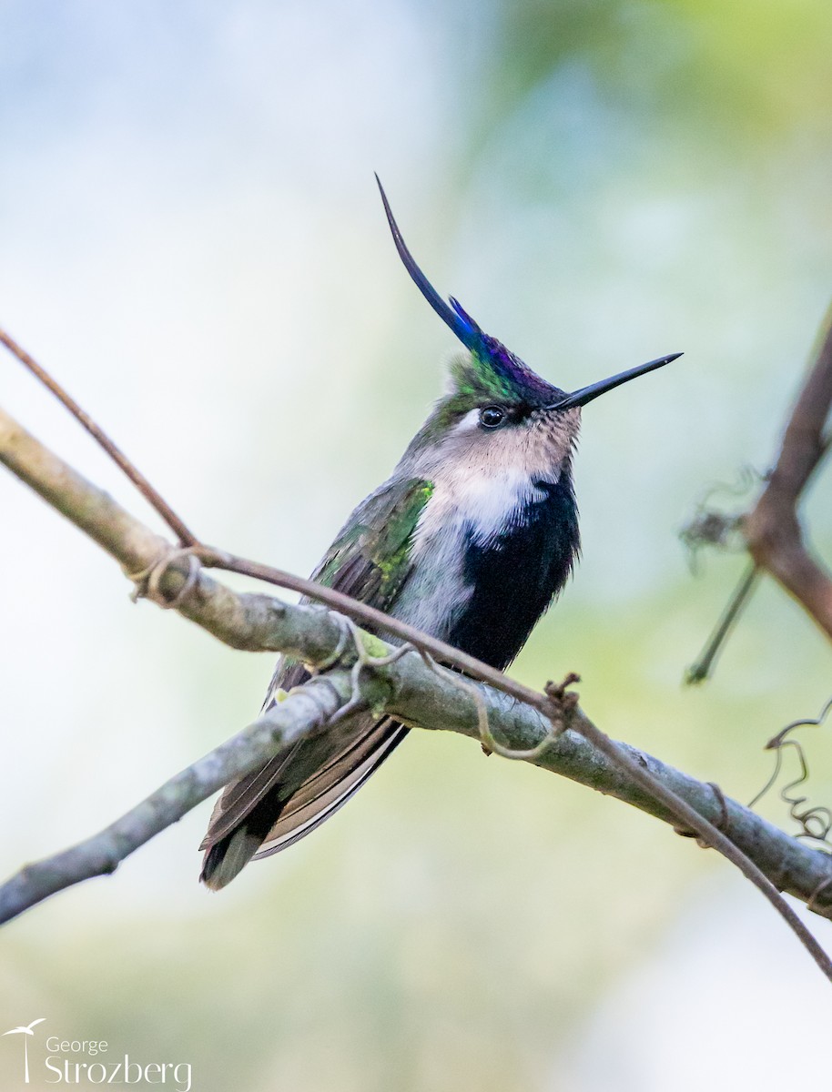 Colibri à huppe bleue - ML621332680