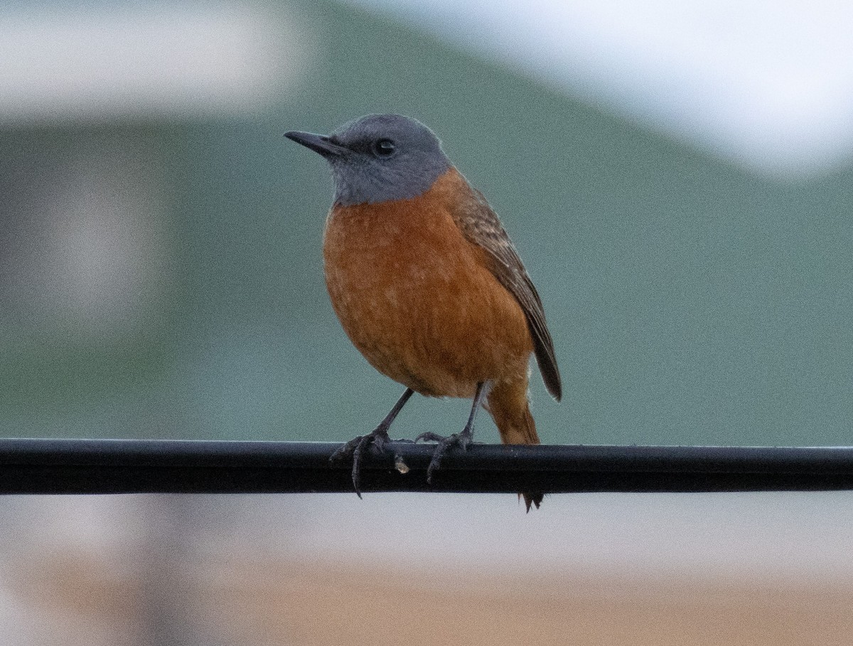 Cape Rock-Thrush - ML621332715