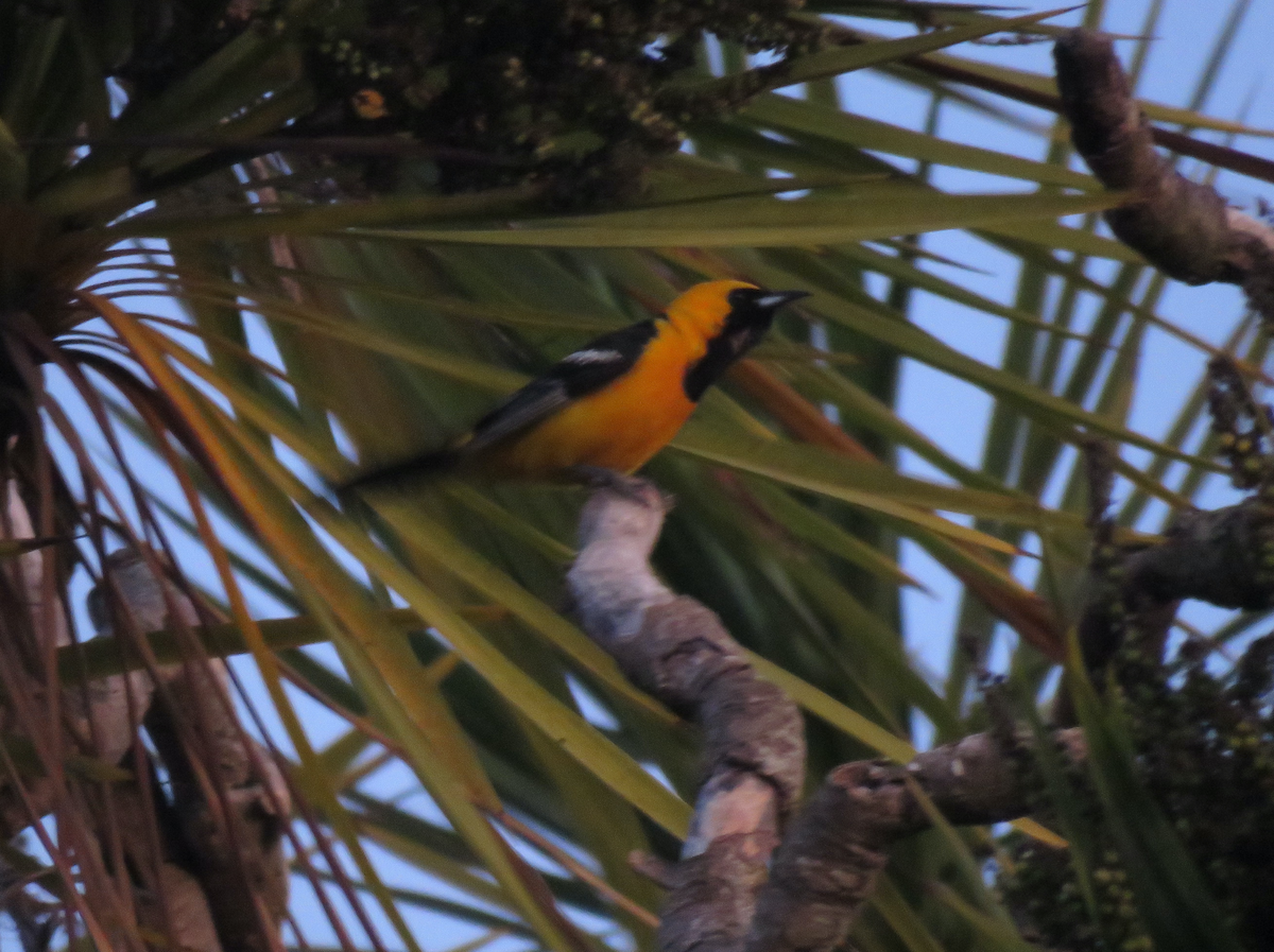 Hooded Oriole - Beniamino Tuliozi