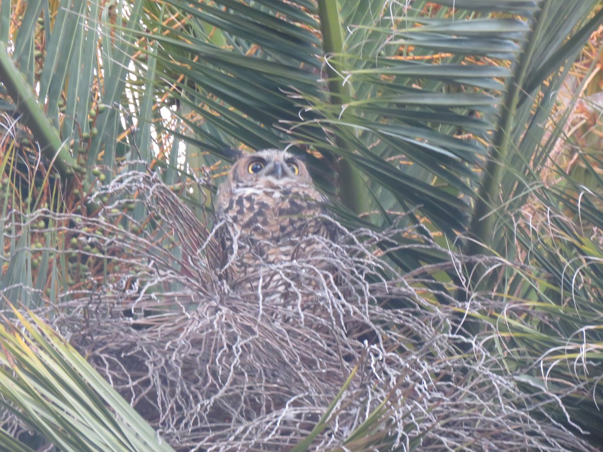 Great Horned Owl - ML621332729