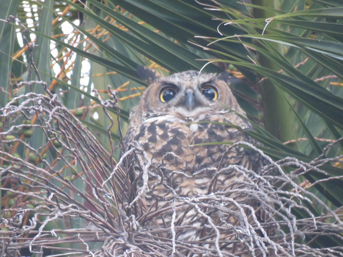 Great Horned Owl - ML621332745