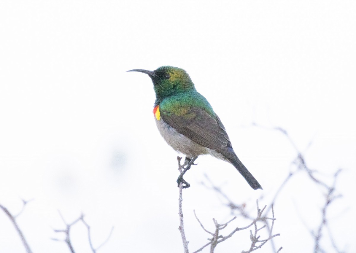 Southern Double-collared Sunbird - ML621332751