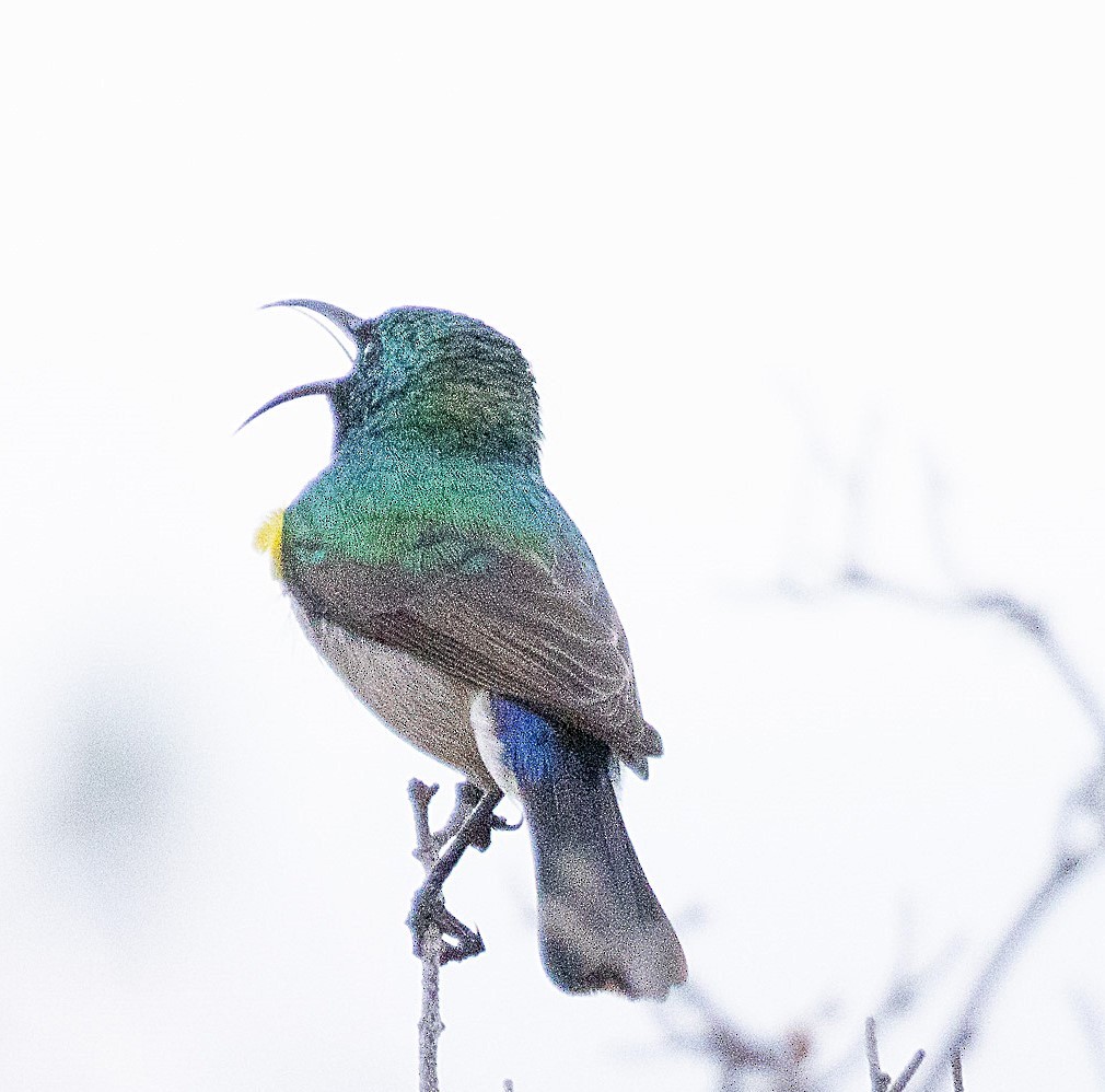 Southern Double-collared Sunbird - ML621332752