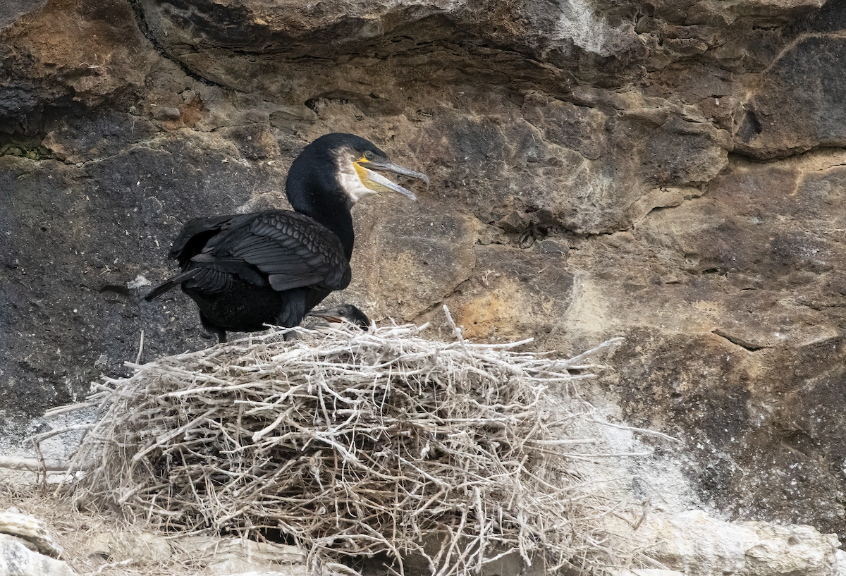 Great Cormorant - Annie McLeod