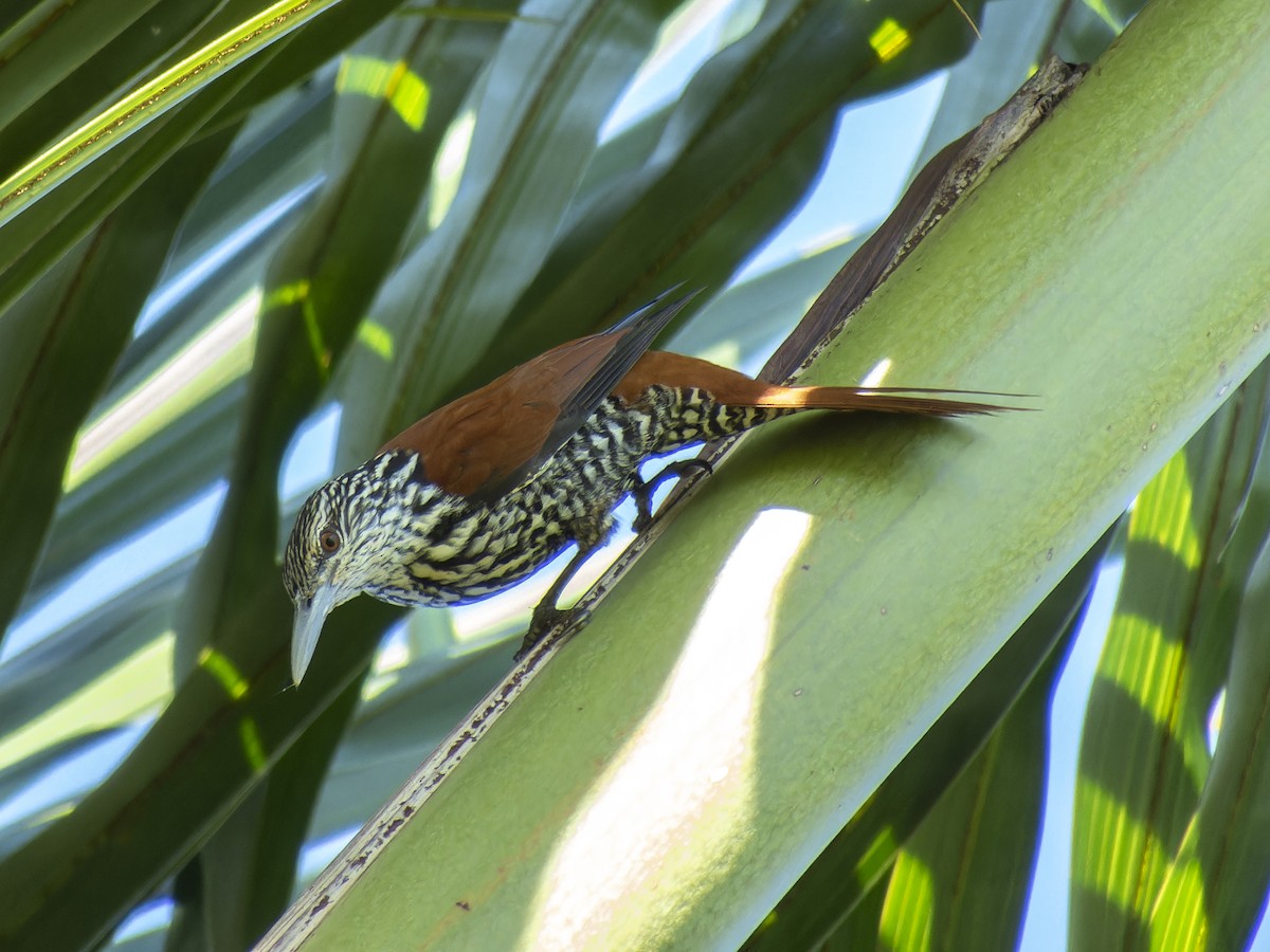 Point-tailed Palmcreeper - ML621332757