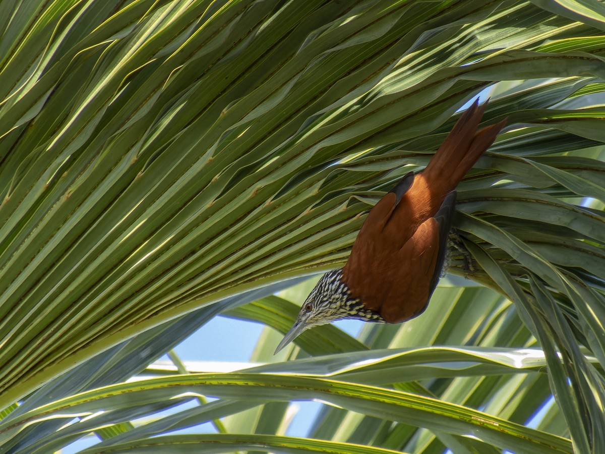 Point-tailed Palmcreeper - ML621332758