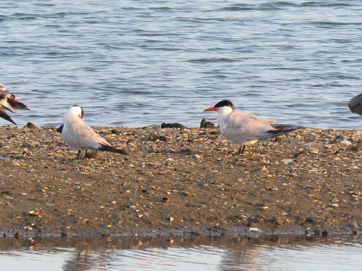 Caspian Tern - ML621332805