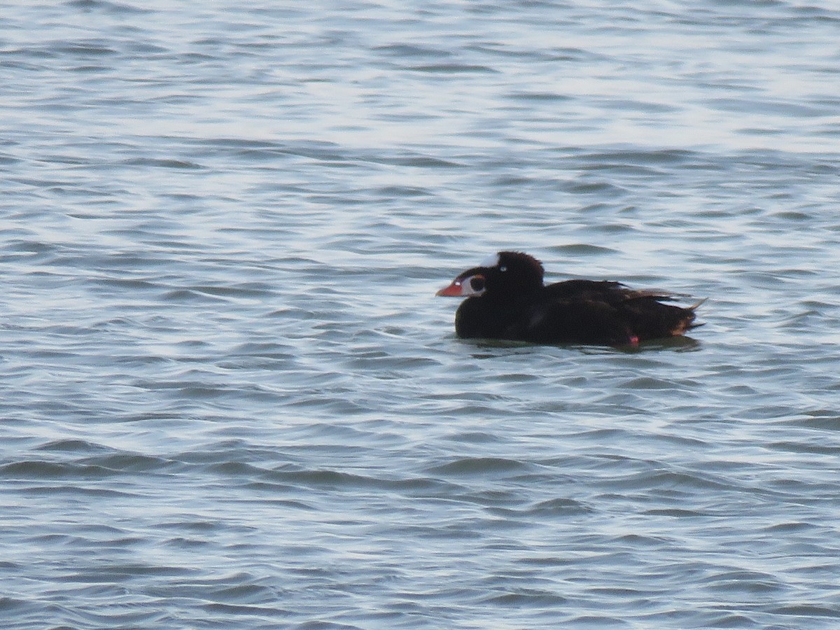 Surf Scoter - ML621332809