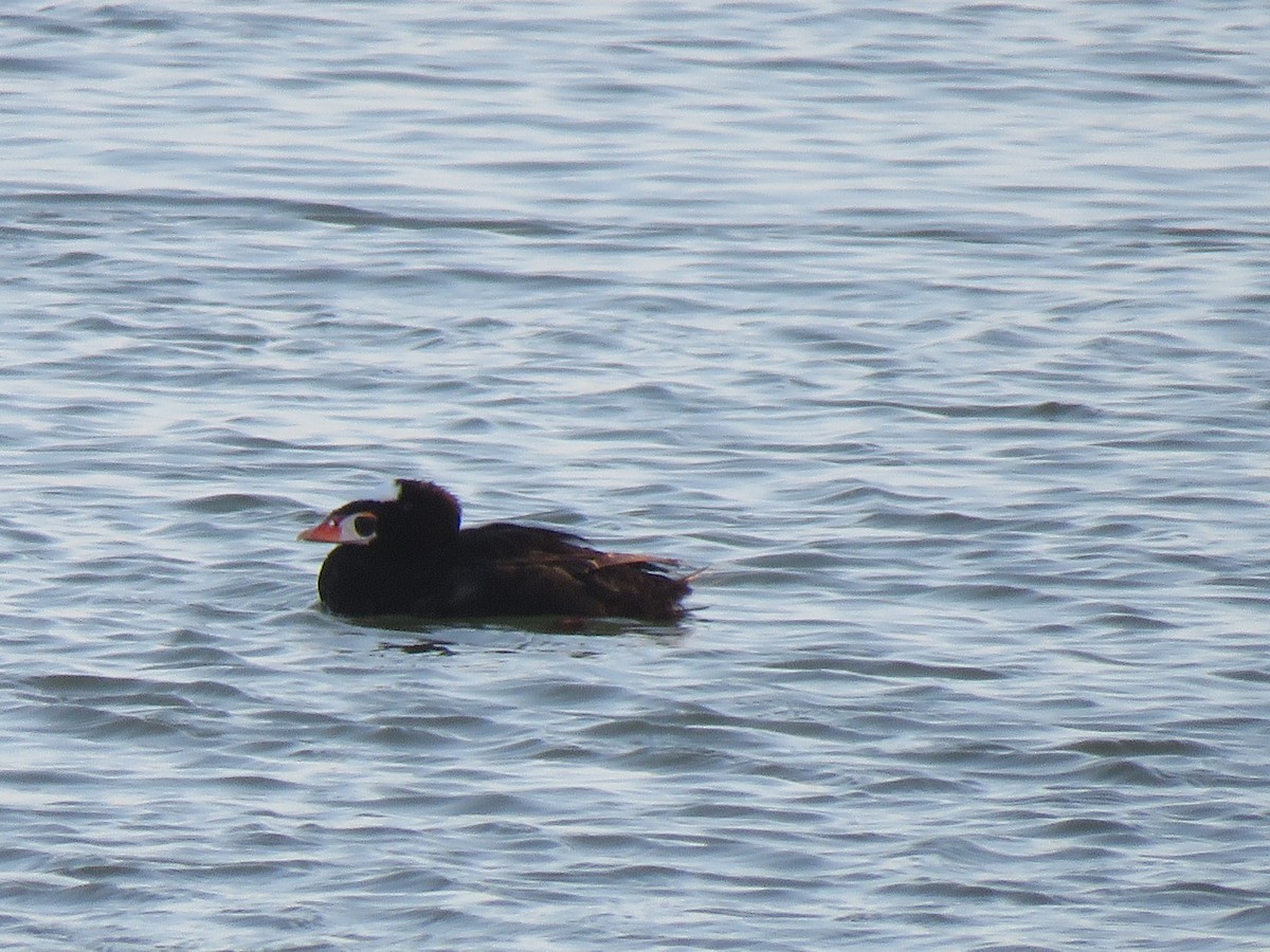 Surf Scoter - ML621332811