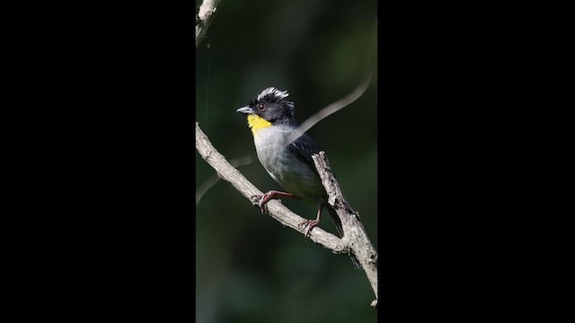 White-naped Brushfinch (Yellow-throated) - ML621332836