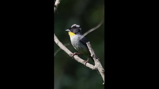 Atlapetes Nuquiblanco (grupo gutturalis) - ML621332836