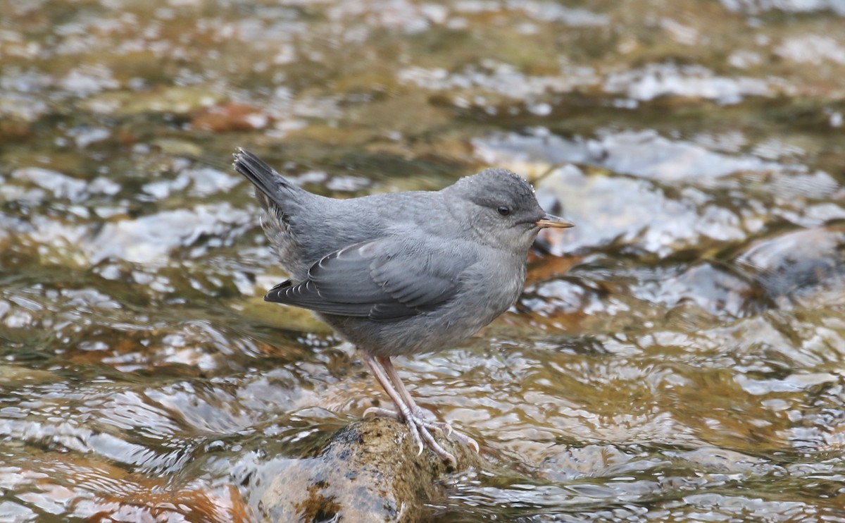 メキシコカワガラス - ML621332871