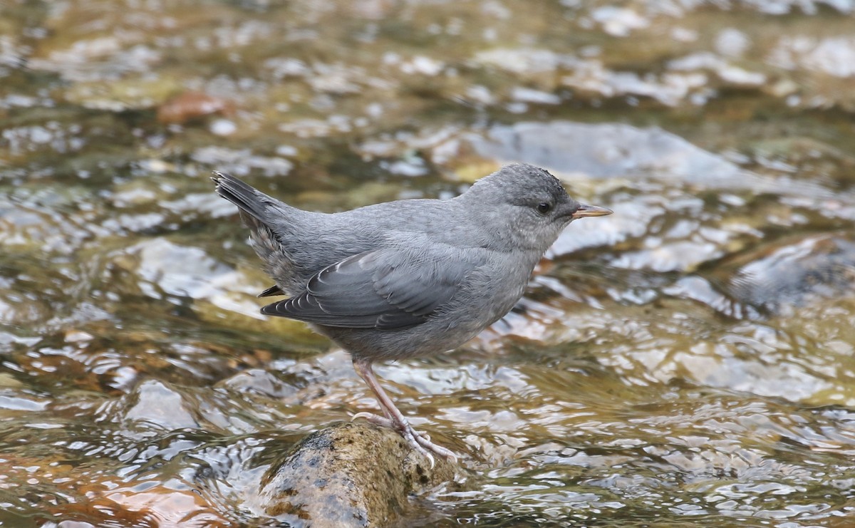 メキシコカワガラス - ML621332872