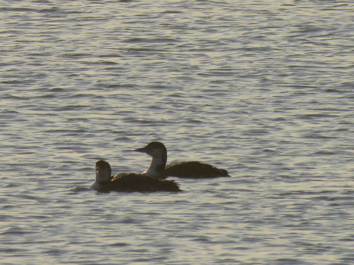 Common Loon - Beniamino Tuliozi